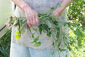 Elderly woman holding a banch of weeds