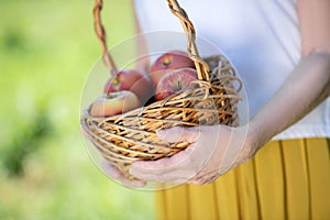 Elderly woman holding a basket of organic apples