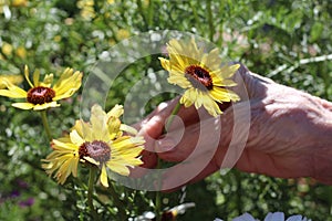 Elderly Woman holding a yellow daisy flower