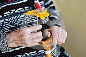 An elderly woman holding a yellow flower and a wooden cane on a summer day on the porch