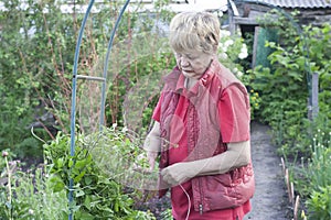 Elderly woman knits clematis in a garden plot