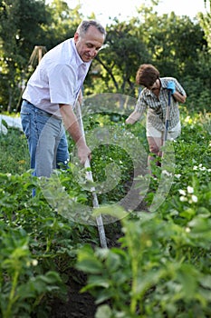 Elderly woman and man harrows potatoes in the garden