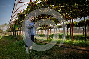 elderly woman owner of a vineyard is using a tablet to work and check the quality of grapes and fruit in the vineyard