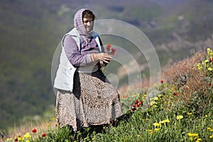 Elder Georgian woman picking flowers, Georgia, Caucasus