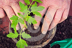 Elderly woman planting fresh tomato seedling, hands detail, homegrown vegetables