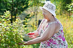 Elderly woman pruning shrubs with pruner