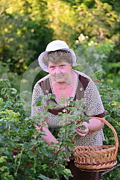 Elderly Woman reaps a crop of red currant in the garden