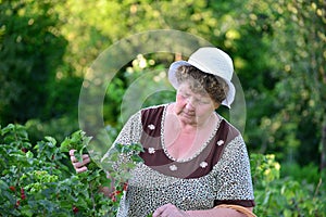 Elderly Woman reaps a crop of red currant in the garden