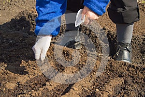 An elderly woman in rubber gloves sows seeds in the soil in her garden