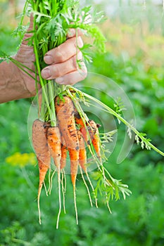 Elderly woman`s hand holding in hand a carrots bunch from local farming, organic vegetable garden with fresh produce, bio food