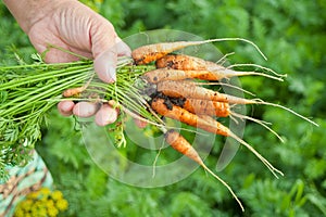 Elderly woman`s hand holding in hand a carrots bunch from local farming, organic vegetable garden with fresh produce, bio food