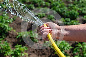 Elderly woman`s hand holding a yellow garden hose with water and watering plants. Close-up, selective focus