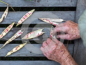 Elderly woman& x27;s hands peeling beans on a wooden table in the courtyard