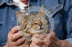 An elderly woman`s hands are stroking a tabby cat that is squinting with pleasure