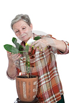 Elderly woman sprinkles flower