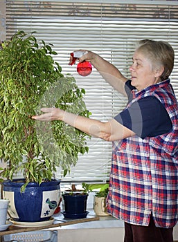 The elderly woman sprinkles plant