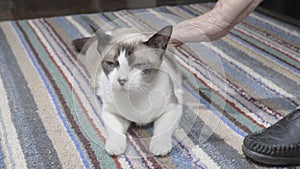 Elderly woman swollen feet and touching her cat