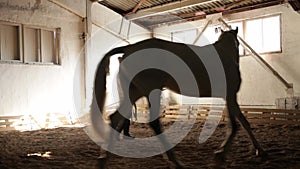 An elderly woman trains a horse on the arena. A horse goes trot on the sand.