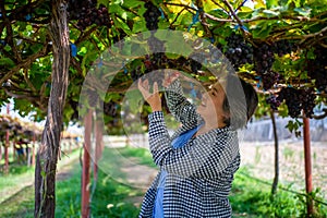 Elderly woman vineyard cutting grapes in the vineyard