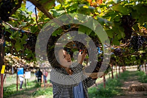 Elderly woman vineyard cutting grapes in the vineyard