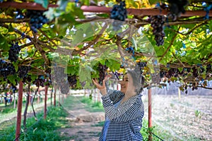 Elderly woman vineyard cutting grapes in the vineyard