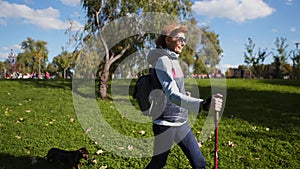 Elderly woman walks through park on scandinavian sticks and pet dog dachshund. Happy aged female walking with hiking