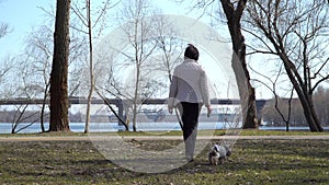 Elderly woman walks in spring park with little dog