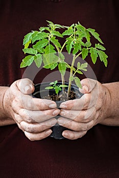 Eldery Woman holding and protecting small plant
