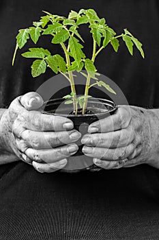 Eldery Woman holding and protecting small plant with vibrant green leaves