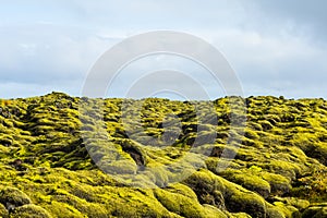 Eldhraun - Volcanic Moss Fields, Iceland