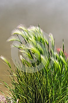 Eldorado Feather Reed Grass