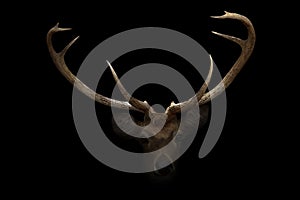 Elds deer in the dark