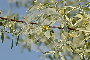 Eleagnus angustifolia