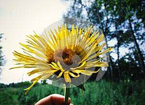 Elecampane