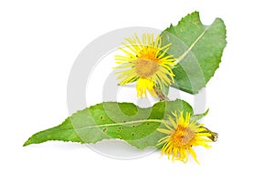 Elecampane photo