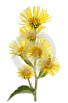 Elecampane; blossom; Inula helenium