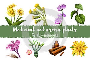 Elecampane and Cowslip, Milkvetch and kava kava, Gravel root and Euphorbia, Cinnamon dry sticks and bottle with remedy and Arnica