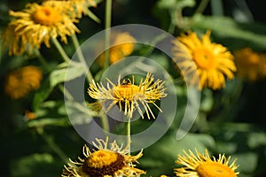 Elecampane with Dunes steppe bee