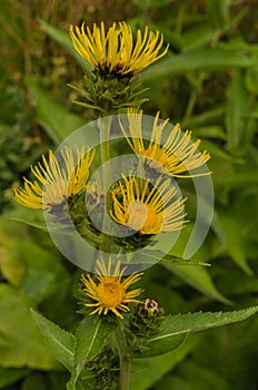 Elecampane photo