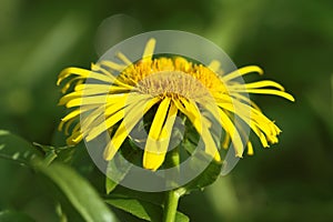 Elecampane flower photo