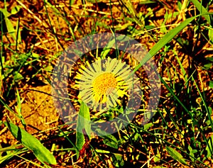 Elecampane flower in the green grass