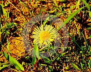 Elecampane flower in the green grass photo