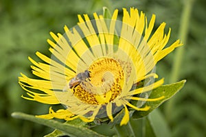 Elecampane Flower