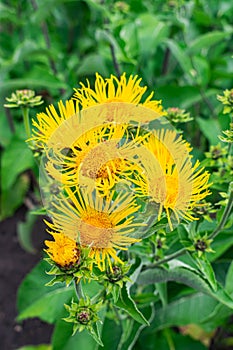 Elecampane flowers blooming, Inula helenium