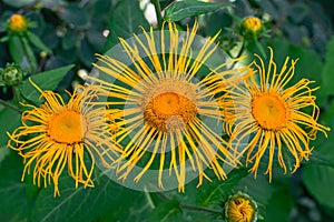 Elecampane flowers blooming, Inula helenium