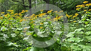 Elecampane flowers blooming Inula helenium, with green leaves.