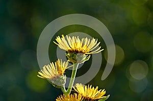 Elecampane flowers are blooming in July.