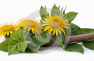 Elecampane, herbal medicine isolated on white background photo