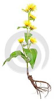 Elecampane (Inula helenium) photo