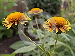 Elecampane (Inula helenium)